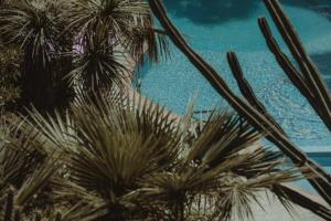 a close up of palm trees in front of a pool at Nonna's Boutique Hotel in Dhërmi
