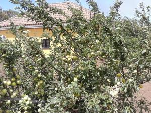 Zahrada ubytování Casa Fátima Valle Gran Rey