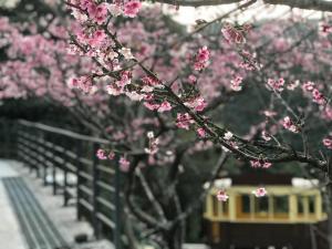 烏來區的住宿－烏來足立司拉溫泉會館， ⁇ 旁的一排粉红色樱桃树