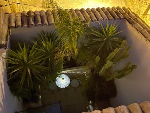 a mirror with a bunch of plants in a room at Macallè Suite Noto, charme e relax con giardino in Noto