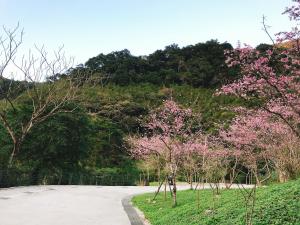 烏來區的住宿－烏來足立司拉溫泉會館，山坡上一条有粉红色花卉的道路