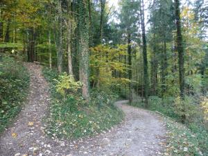 una strada sterrata in mezzo a una foresta di Ferienwohnung Wiadahoam a Marquartstein