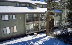 a dog standing in the snow in front of a building at St Anton Condos with Rec Center in Mammoth Lakes