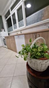 a kitchen with a basket of plants on a barrel at Room Airport Split in Kaštela
