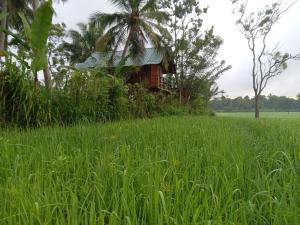 Jardín al aire libre en Sigiriya Paddy Field Hut