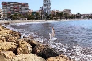 Fotografia z galérie ubytovania Bright apartment en Santa Pola v destinácii Santa Pola