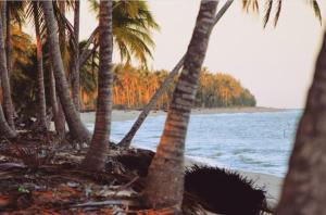 un gruppo di palme su una spiaggia con l'oceano di Pousada Oliveiras a Caravelas