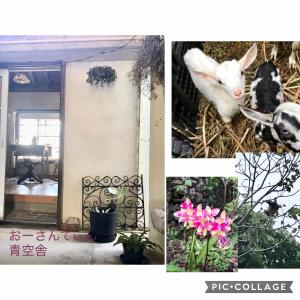 a collage of pictures of animals and flowers at Travelers House おーさんてぃん青空舎 in Taketomi