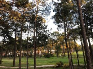 Aroeira Lisbon Golf & Beach في تشارنكه: مجموعة من الأشجار في حديقة مع حقل أخضر