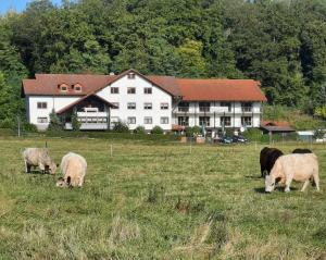 OrtenbergにあるLandgasthof Rotlipp Gästezimmerの建物前の畑で放牧する牛の群れ
