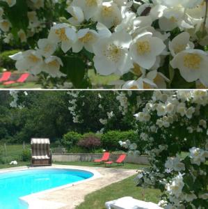 - deux photos de fleurs blanches à côté d'une piscine dans l'établissement Chambres d'hôtes La Combe de Redoles, à Tour-de-Faure