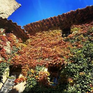 a building covered in ivy and leaves on it at Domaine Le Petit Hameau in Cotignac
