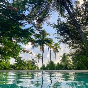 布韋朱的住宿－Bellevue Zanzibar，一座棕榈树环绕的游泳池