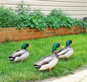 three ducks sitting in the grass in the yard at Sandaway Suites & Beach in Oxford
