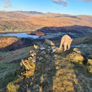 a sheep standing on the side of a mountain at Bohemian suite on Rydal Water. Beautiful location! in Rydal