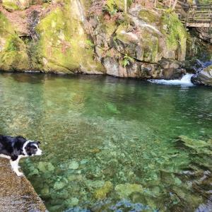 a dog standing in the water next to a river at Bohemian suite on Rydal Water. Beautiful location! in Rydal