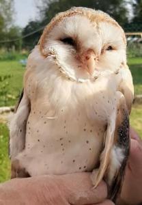 Φωτογραφία από το άλμπουμ του Le Nichoir Lac du Der σε Droyes