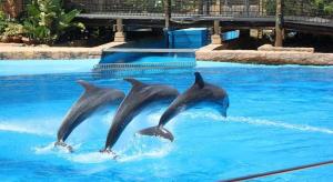 three dolphins in the water in a pool at Tenbury Beach Apartment in Durban