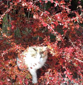 un gatto sdraiato in un campo di fiori di Mostly Muse a Eidenberg