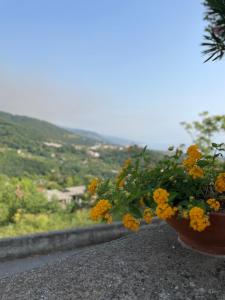 a potted plant sitting on top of a ledge at A casa di Zia Maria in Fuscaldo