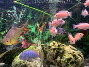 a group of colorful fish in an aquarium at Mon-Chery in San Ġwann