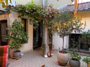 a group of potted trees in pots on a patio at DIE FeWo Bleicherode zwischen Harz und Kyffhäuser in Wipperdorf