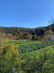 a field filled with lots of green plants at La Almenara in Aracena