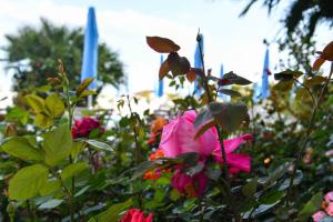 リド・ディ・イエゾロにあるHotel Majesticの青旗庭園のピンクの花