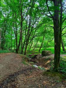 Fotografie z fotogalerie ubytování Máré-vára vendégház v destinaci Magyaregregy + 48 fotografií