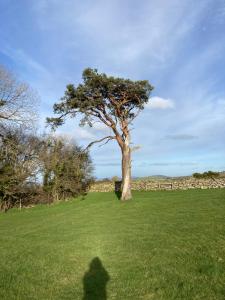 Cień osoby stojącej na polu z drzewem w obiekcie Charming 3-Bed House in Abergele Wales UK w mieście Abergele