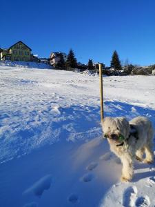 a dog standing in the snow with a stick in its mouth at Hotel Schöne Aussicht in Masserberg