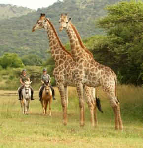 Altri animali domestici presso il lodge o nei dintorni