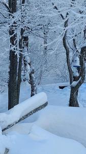 eine Gruppe von schneebedeckten Bäumen neben Bäumen in der Unterkunft Marko'S Apartments in Kopaonik