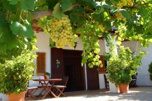Zahrada ubytování Agroturismo Sa Vinya d'en Palerm