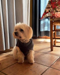 um pequeno cão com uma camisola sentada no chão em apartamentos turisticos san juan de la peña em Santa Cruz de la Serós