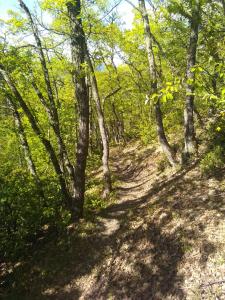 un camino de tierra en una zona boscosa con árboles en T2 Anasa, en Digne-les-Bains