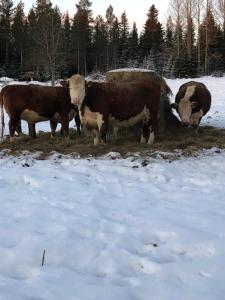 Loomad puhkemaja aladel või selle läheduses