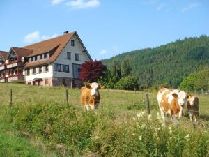 tres vacas de pie en un campo frente a una casa en Apartment Wiedenberg by Interhome en Tonbach