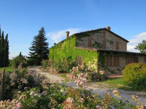 サン・ヴェナンツォにあるHoliday Home Casa Ingrid by Interhomeの蔦の古石造りの家