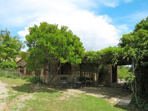 une vieille maison avec un arbre dans la cour dans l'établissement Holiday Home Paradiso Selvaggio-2 by Interhome, à Paciano