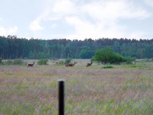 Fotografia z galérie ubytovania Holiday Home Zakątek Ventus II by Interhome v destinácii Smołdziński Las