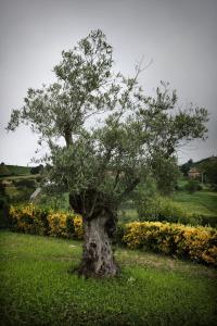 a tree in the middle of a field with yellow flowers at Posada La Solana Santillana del Mar in Santillana del Mar +70 photos