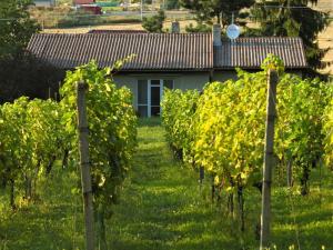 a row of grape vines in front of a building at Holiday Home Milovice by Interhome in Milovice