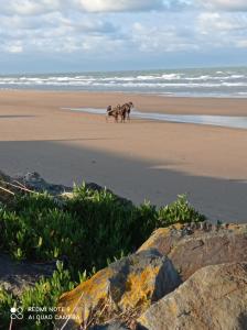 un gruppo di cavalli che corrono sulla spiaggia di Gite La Hulotte a Saint-Laurent-sur-Mer