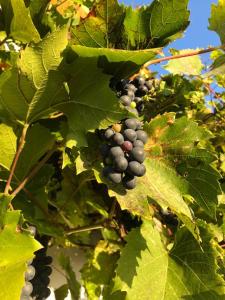 Zdjęcie z galerii obiektu Kellerstöckl Postrumer Weinberg 49 w mieście Kulm im Burgenland