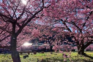 A garden outside Shobuzawa Log