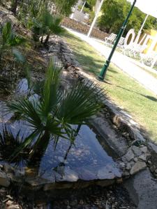 un estanque con palmeras y luz de la calle en Quinta Lagus Resort - Casa de Campo, en Palmela