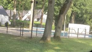 Vakantie Villa Hengelhoef في Zonhovenheide: شجرة في العشب بجانب مسبح