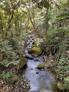 a stream in a forest with rocks and trees at Belcruz Bed and Breakfast in Monteverde Costa Rica