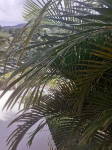 a close up of a palm tree near the water at CHEZ COCO appartement BALISIER in Rivière-Salée